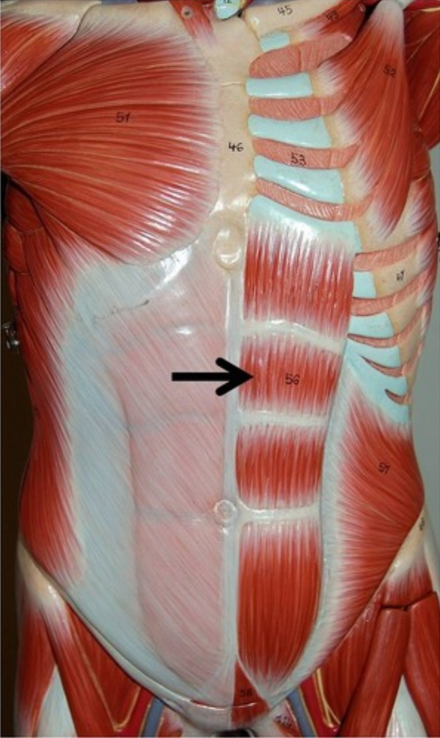 <p>what muscle is this?</p>