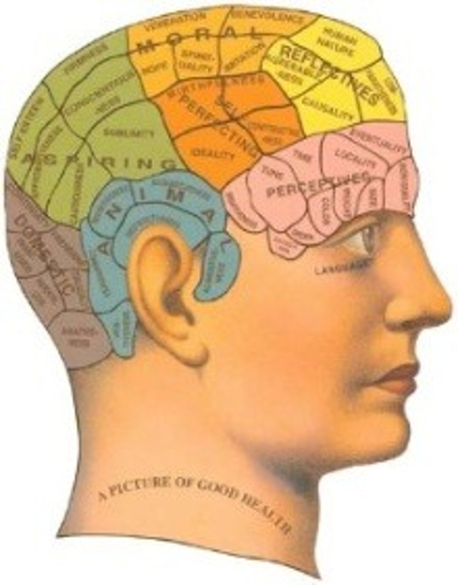 <p>the study of the shape and size of the human skull as an indication of personality and mental abilities</p>