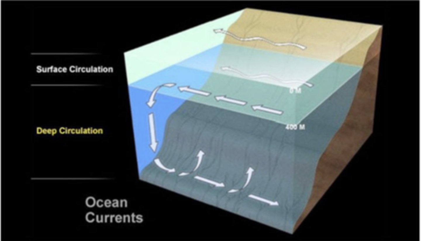 <p>71% of Earth's surface is ocean-covered</p><p>-near equator, sun is more direct year-round -&gt; warm surface temperatures, while toward the poles it's weaker -&gt; cold surface waters; seasonally, surface water temperatures follow cycles (warmer in summer and cooler in winter), especially in mid-latitudes</p><p>-surface circulation is driven primarily by wind and the Coriolis effect (described on next slide), forming large gyres (rotating systems of currents) in oceans like the Gulf Stream in the Atlantic, moving warm water from the equator toward the poles and cooler water back toward the equator; deep circulation, meanwhile, is driven by density diffs which depend on temperature and salinity: cold salty water is denser (while warm low salinity water is much lighter) and sinks in high-latitude regions, flowing along the sea floor and eventually rising/upswelling in other regions</p><p>~together these form the global conveyer belt of ocean circulation: surface currents bring warm water poleward, water cools, becomes saltier (through evaporation or ice formation), sinks, and joins the deep circulation, then deep water eventually upwells, bringing nutrients back to the surface</p>