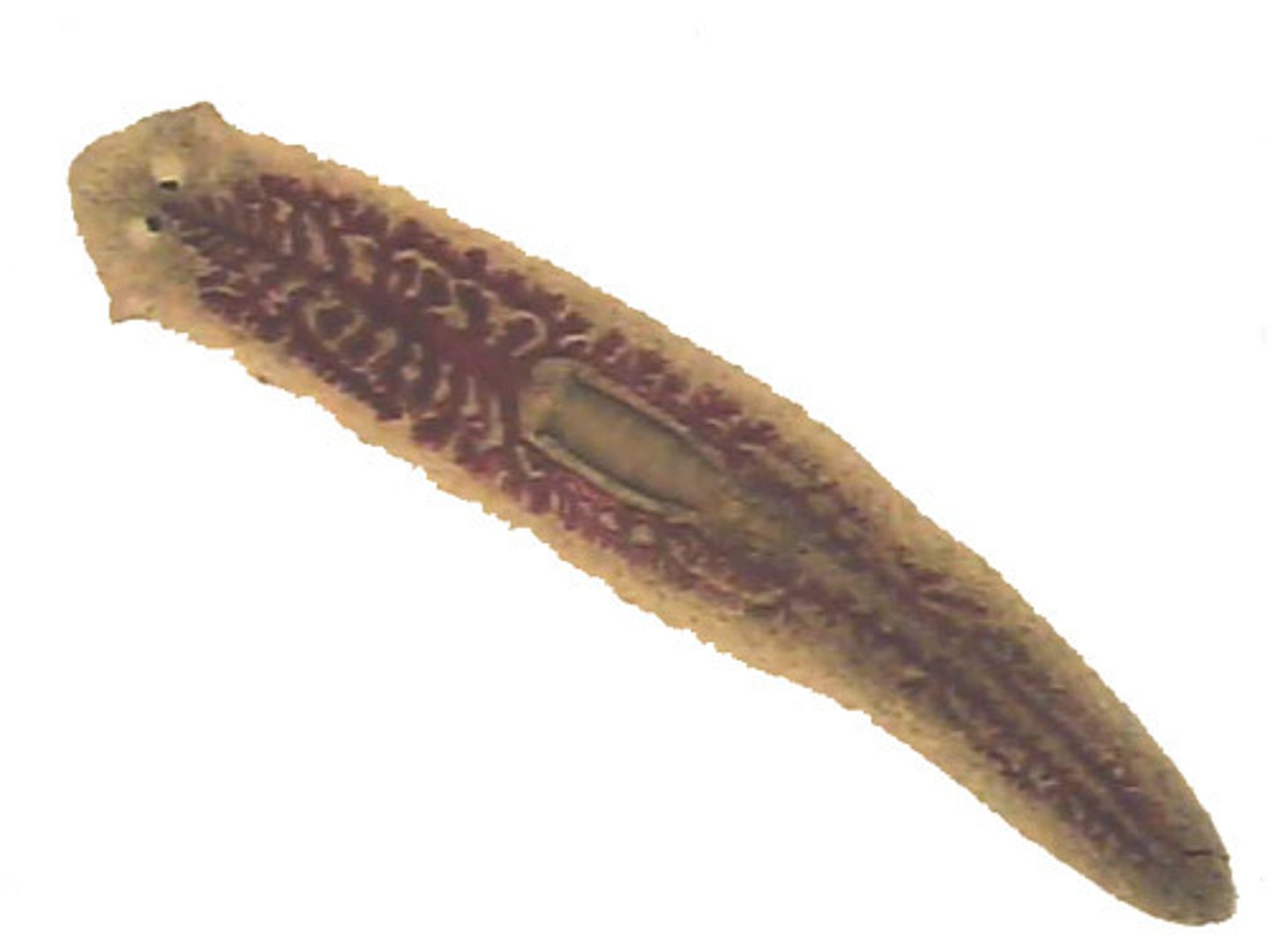 <p>Identify what organism this is</p><p>A) Turbellaria</p><p>B) Cestoda</p><p>C) Trematode</p>