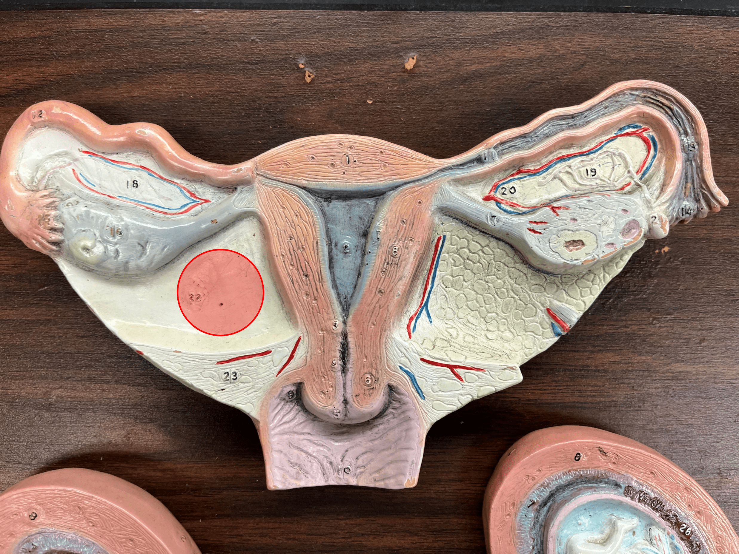 • One of the ligaments holding the female reproductive system.

• Attaches each ovary to the uterus.

• Derived from the mesometrium.