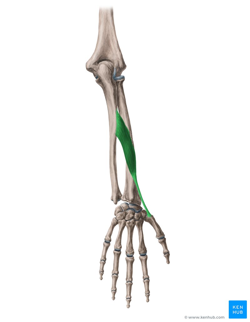 <p>Where does the abductor pollicis longus insert</p>