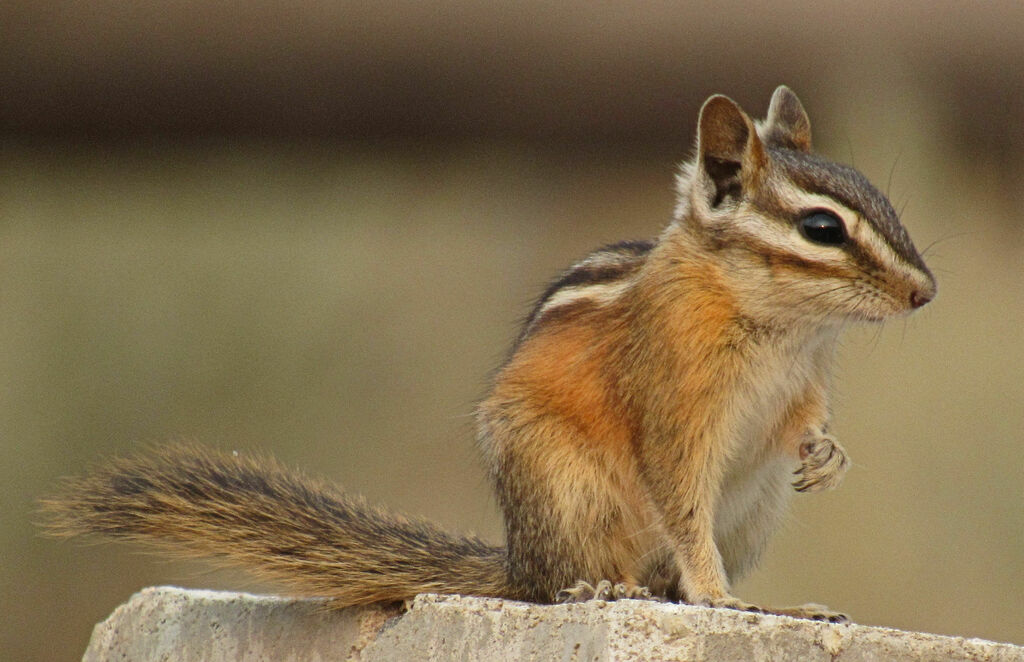 <p>What species?</p>