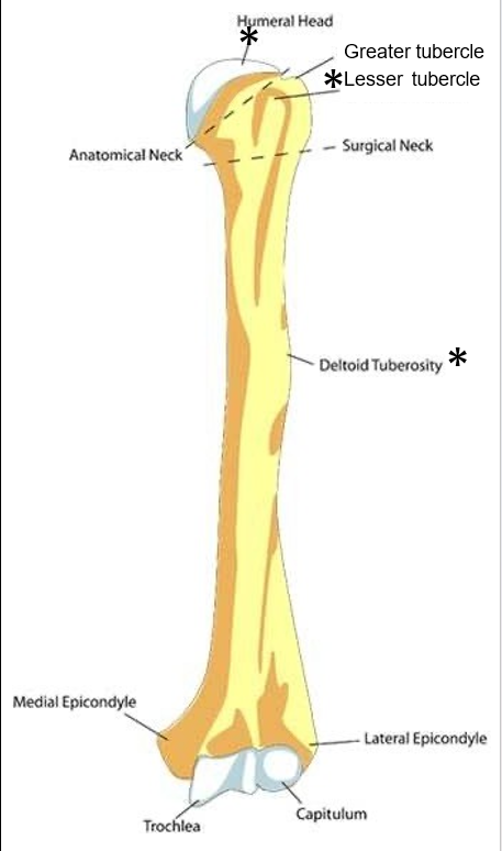 <p><u>The Arm, </u><strong><u>Humerus:</u></strong>&nbsp;</p><ul><li><p>What does the <strong>proximal end</strong> of the <strong>humerus</strong> <u>articulate</u> with?</p></li><li><p>What <u>markings</u> on the <strong>proximal end</strong> of the <strong>humerus</strong> serve for <u>muscle attachment?</u></p></li></ul><p></p>