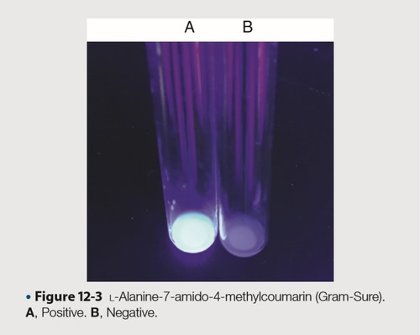 <p>This is the organism and its expected results for the quality control of L-Alanine-7-amino-4-methylcourmarin (Gram Sure) to exhibit negative results</p>