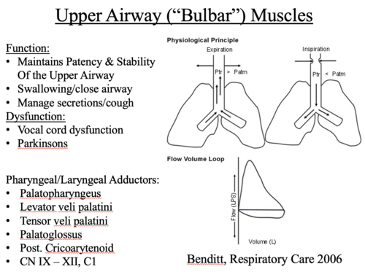 <p>Upper Airway ("Bulbar") Muscles</p>