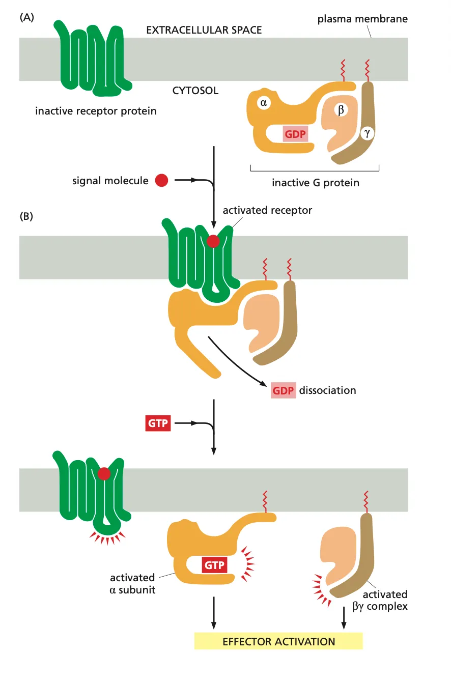 <ul><li><p>Firstly we have a signal molecule (ligand) which binds to the receptor and undergoes a conformational change and that causes the receptor to bind to a G-protein. (Lipidated molecules attached to the amino acids which makes sure they are bound to the membrane before they can be received by a receptor.)</p></li><li><p>In the G-protein this movement activates a conformational change in the G^alpha subunit which causes the dissociation of GDP from the G-protein.</p></li><li><p>This GDP molecule is rapidly exchanged with a GTP molecule. Now this induces a conformational change of the G-protein complex and the hetrodimeric G-protein complex dissociates into Galpha and Gbeta(gamma).</p></li><li><p>Both these complexes then activate various downstream effector proteins.</p></li></ul><p></p>