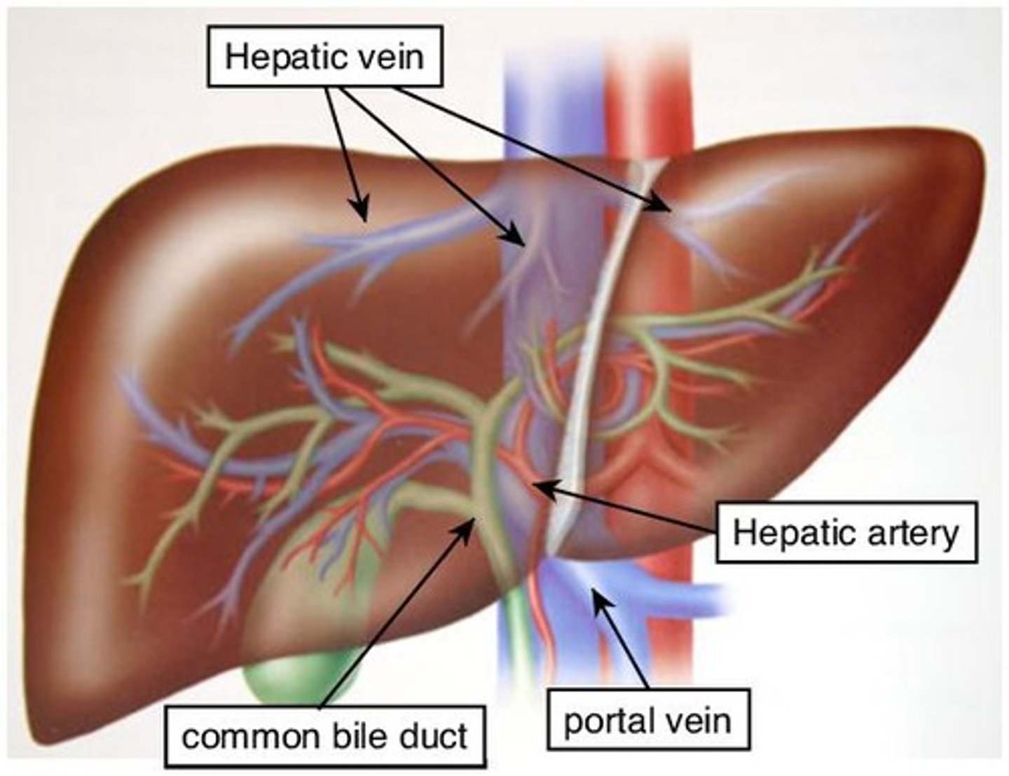 <p>The liver</p>