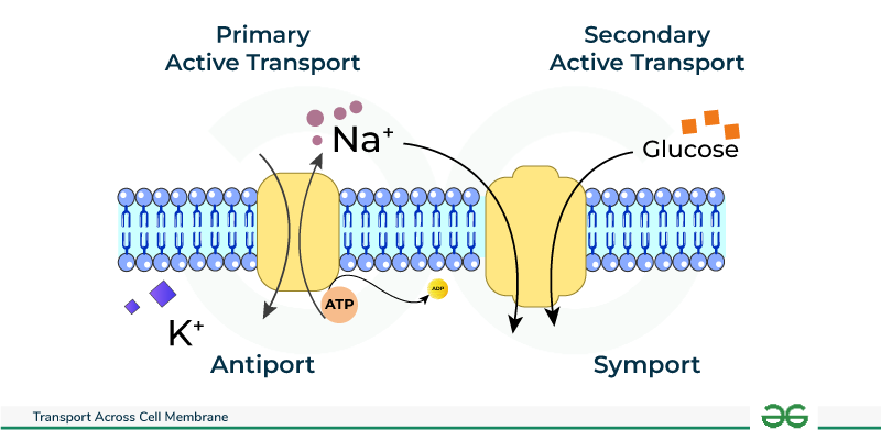 <p>uses electrochemical gradient to pump across membrane</p>