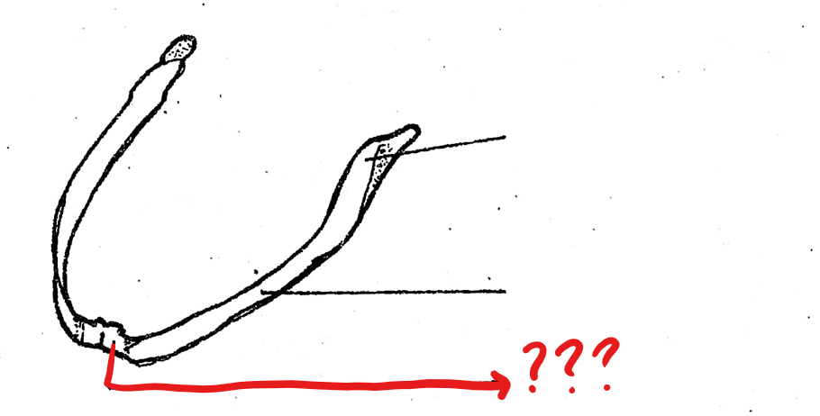<p>located on the lower jaw/mandible of the visceral apparatus; a small bone at the tip of the lower jaw which is an ossified part of the Meckel’s cartilage</p>