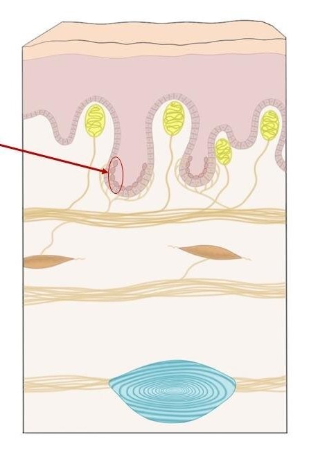 <p>What structure is encircled in red?</p>