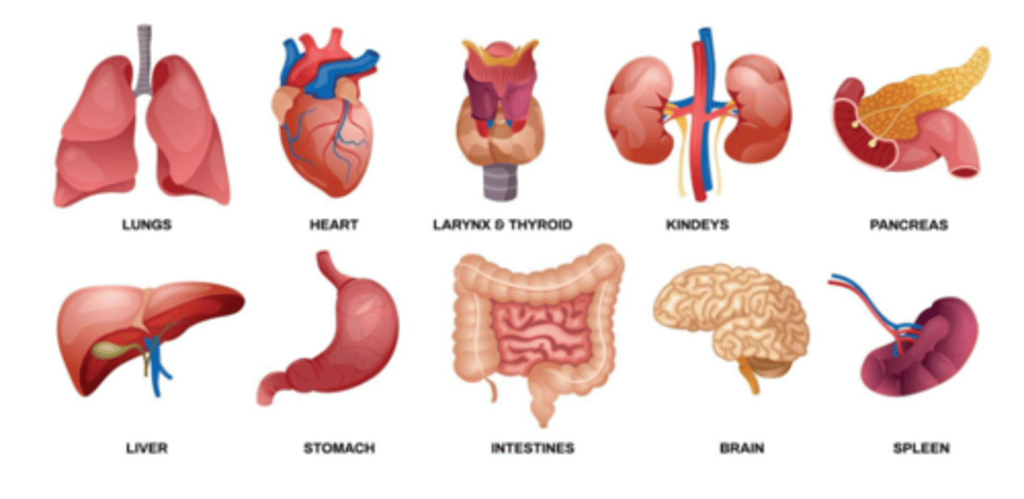 <p>A collection of tissues that carry out a specialized function of the body</p>