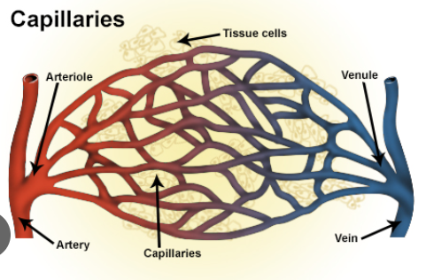 <p>Arterioles are smaller branches that extend out from arteries</p><p>Distribute blood to tissues by controlling blood flow and pressure by narrowing or widening </p>