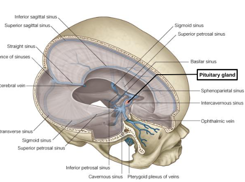 <p>pituitary gland </p>