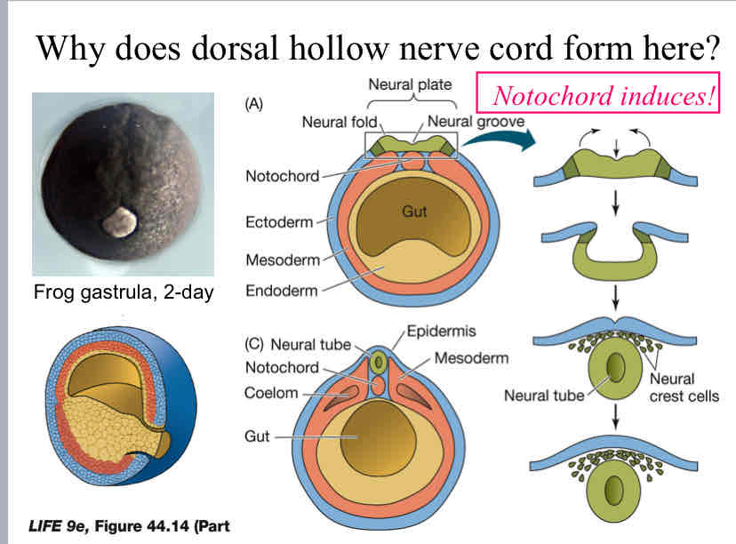 <p>Practice Question (Nerve Cord) - Why does dorsal hollow nerve cord form here?</p>