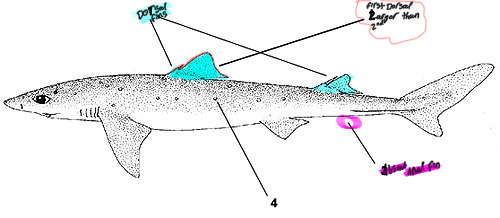 <p><span><span>Dogfishes (shark species)</span></span></p><p><span><span>characterized by the </span><strong><span>lack of an anal fin</span></strong></span></p><p><span><span> </span></span></p>