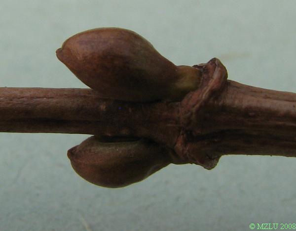 <p><strong><em>Viburnum opulus</em></strong></p><p>Pupeny <strong>vstřícné,</strong> přitisklé, vejcovité, červenavé, krátce stopkaté, kryté dvěma&nbsp;(zdánlivě&nbsp;jednou) šupinami.</p><p class="Norml-Skripta" style="text-align: justify">Letorosty oblé až slabě hranaté, žlutošedé až červenavé.</p>