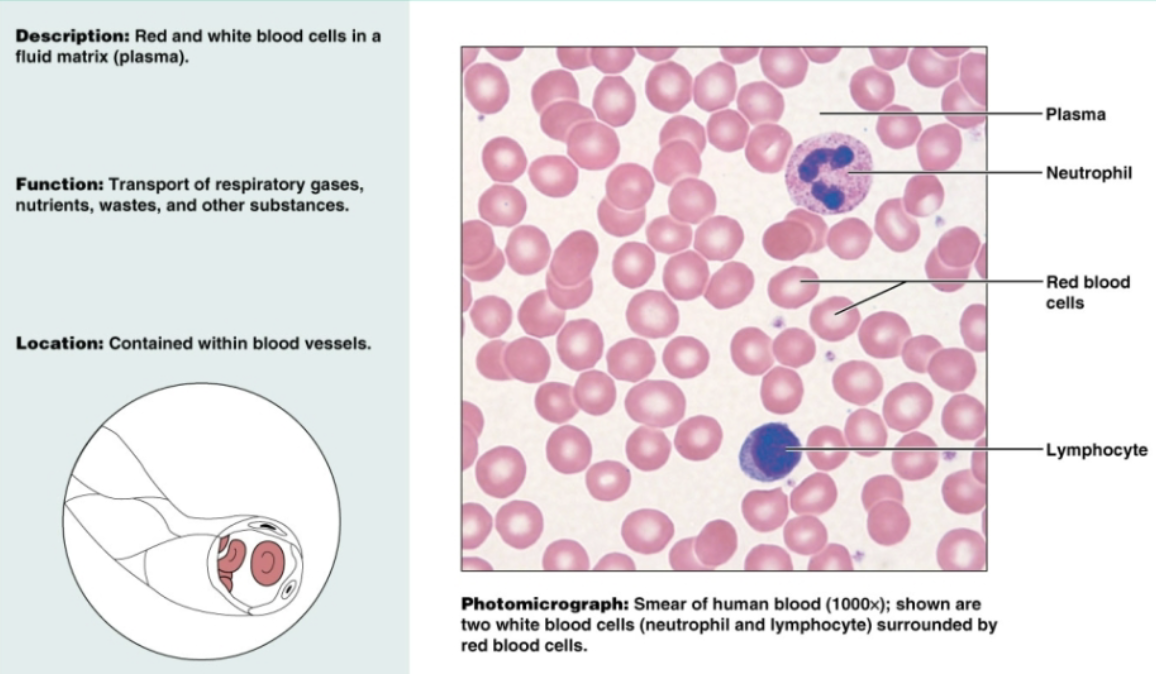 <p>Red and white blood cells in fluid matrix (plasma). Transports respiratory gases, nutrients, wastes, and other substances. Contained within blood vessels</p>