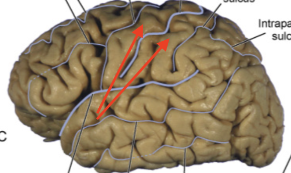 <p>anterior and posterior to central sulcus, respectively</p>