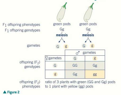 <p>3:1 of green to yellow as green is the dominant allele</p>