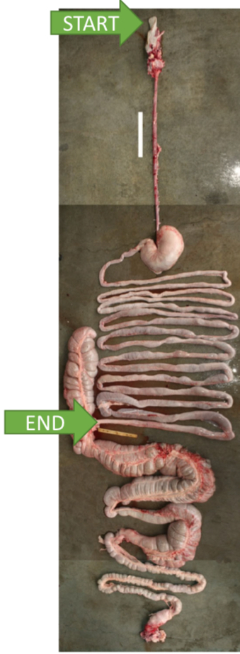 <p>Proportion of nutrients in feed or diet that are absorbed from the GI tract start at SI and end at anus</p>