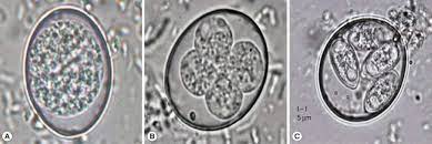 <p>Eimeria Tenella</p>