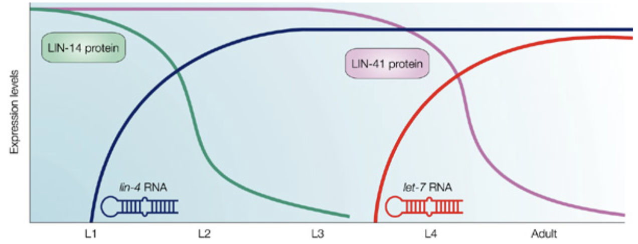 <ol><li><p>in <em>C. elegans</em>, the gene <em>lin</em>-4 produces a 25 base miRNA</p></li><li><p>this <em>lin</em>-4 miRNA can base pair with any of 7 nucleotide sequences in the 3’ UTR the <em>lin</em>-14 mRNA</p><ul><li><p>this base-pairing does not need to be perfect</p></li></ul></li><li><p>when <em>lin</em>-4 miRNA anneals to <em>lin</em>-14 mRNA, expression of lin-14 protein is reduced</p></li></ol><p></p><ul><li><p>lin-14 protein expression is high during embryogenesis → drops after L1 phase due to presence of lin-4 RNA which targets lin-14 protein</p></li><li><p>similar pattern with lin-41 protein and let-7 RNA in between L3+L4 phase</p></li></ul><p></p><ul><li><p>lin-4 mutants: many adult structures are never made → unable to lay eggs</p></li><li><p>lin-14 mutants: some adult structures are made too soon → worm is too small and malformed</p></li></ul><p></p>