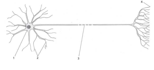 <p>Match the numbered lines in the diagram with the following structures: </p><p>A. nerve terminal </p><p>B. cell body </p><p>C. axon </p><p>D. dendrite</p>