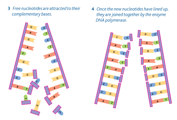 <p>Complementary base pairing</p>