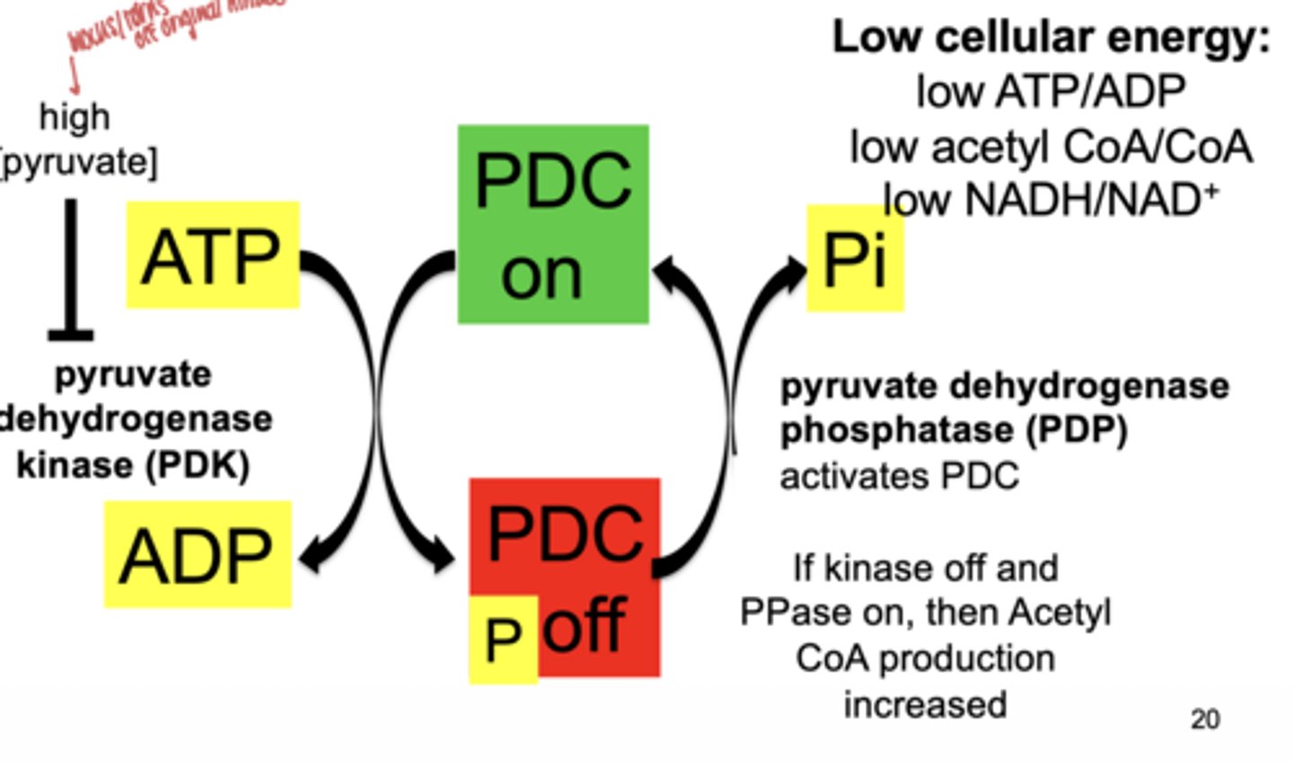 <p>dephosphorylation</p>