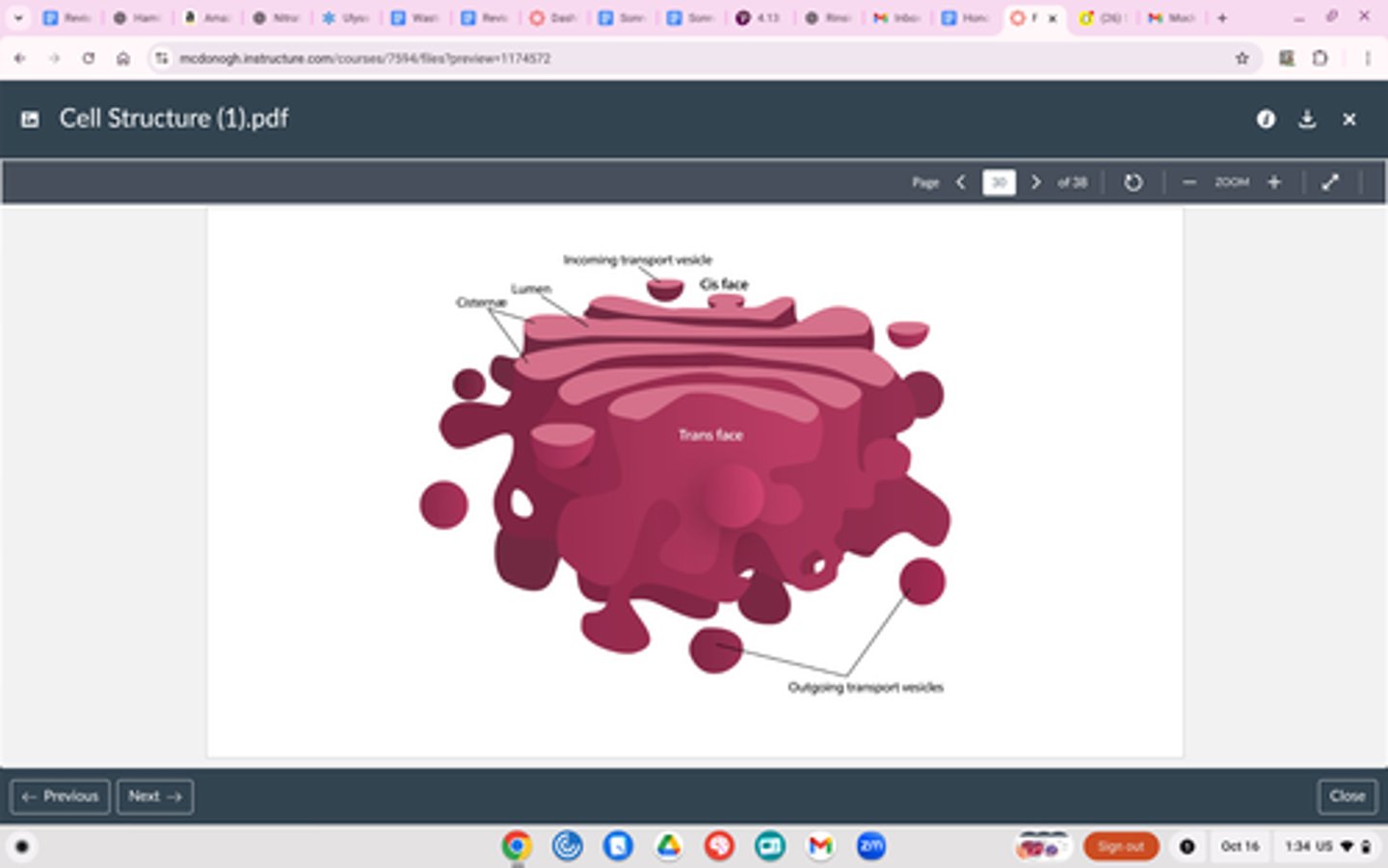 <p>Structure</p><p>Folded membrane</p><p>Function</p><p>Gets vesicles (containers) of proteins from ER</p><p>Processes, sorts and ships proteins where they are needed</p><p>Could be inside or outside of the shell</p><p>Postal service - gets proteins where they need to go</p><p>^ enters through cisface => travels through apparatus => leaves through transface</p>