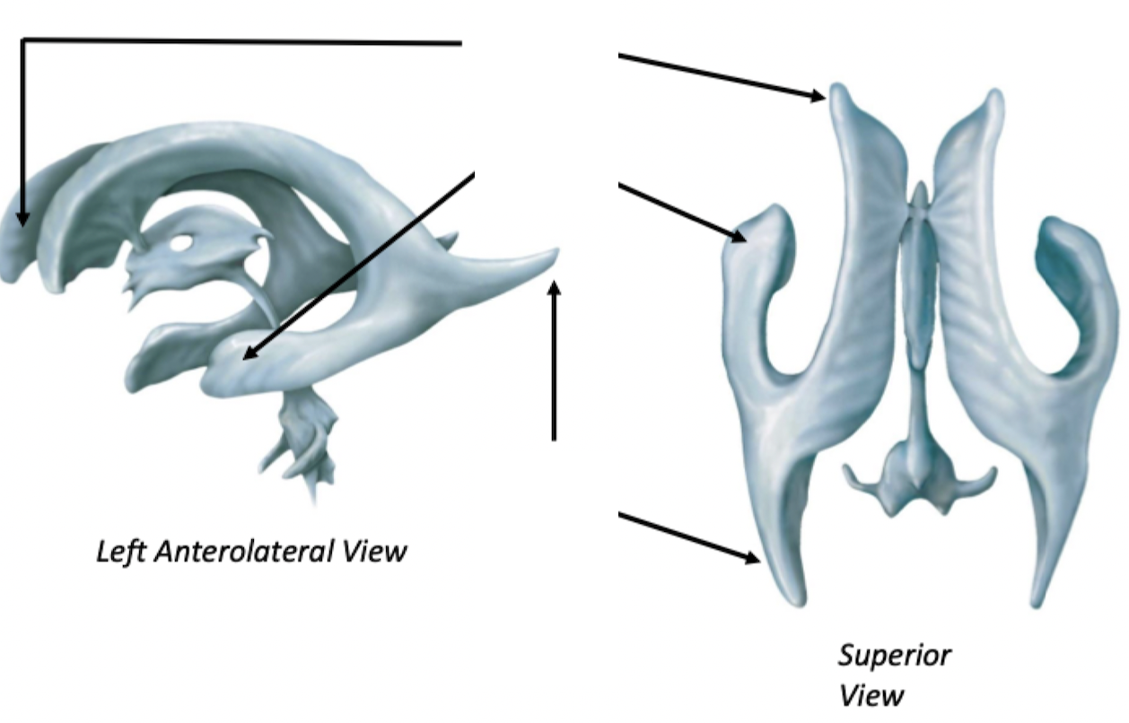 <p>Lateral Ventricles</p><ul><li><p>Explain</p></li></ul>