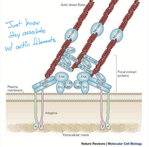 <p>Protein complex using transmembrane integrins and actomyosin to connect the intracellular cytoskeleton with the extracellular matrix</p>