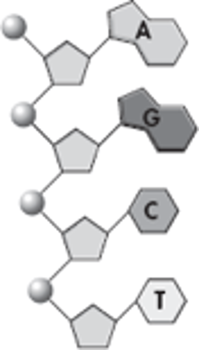 <p>matching RNA to DNA strand:</p><p>TCG GAT ATC GTT CAA</p>