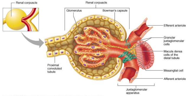 <p><strong><u>Volume of fluid that filters into Bowman’s capsule per unit time</u></strong></p><ul><li><p>Influenced by net filtration pressure and filtration coefficient</p></li><li><p>Filtration coefficient has two components:</p></li></ul><ol><li><p><u>Surface area of glomerular capillarie</u>s available for filtration (mesangial cells &amp; constriction)</p></li><li><p><u>Permeability</u> of interface between the capillary and Bowman’s capsule (podocytes)</p></li></ol><p></p>