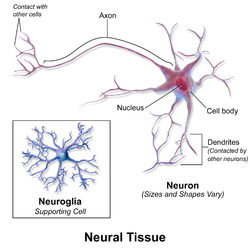 <p>Excitable tissue found in neurons (functional cells) and neuroglia (supportive cells).</p>