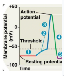 <p>What is happening at 5 when the cell membrane is hyperpolarized?</p><p>A. K+ voltage-gated channels are closed and Na+ voltage-gated channels are open</p><p>B. K+ voltage-gated channels are open and Na+ voltage-gated channels are open</p><p>C. K+ voltage-gated channels are open and Na+ voltage-gated channels are closed</p><p>D. K+ voltage-gated channels are closed and Na+ voltage-gated channels are reactivated</p>