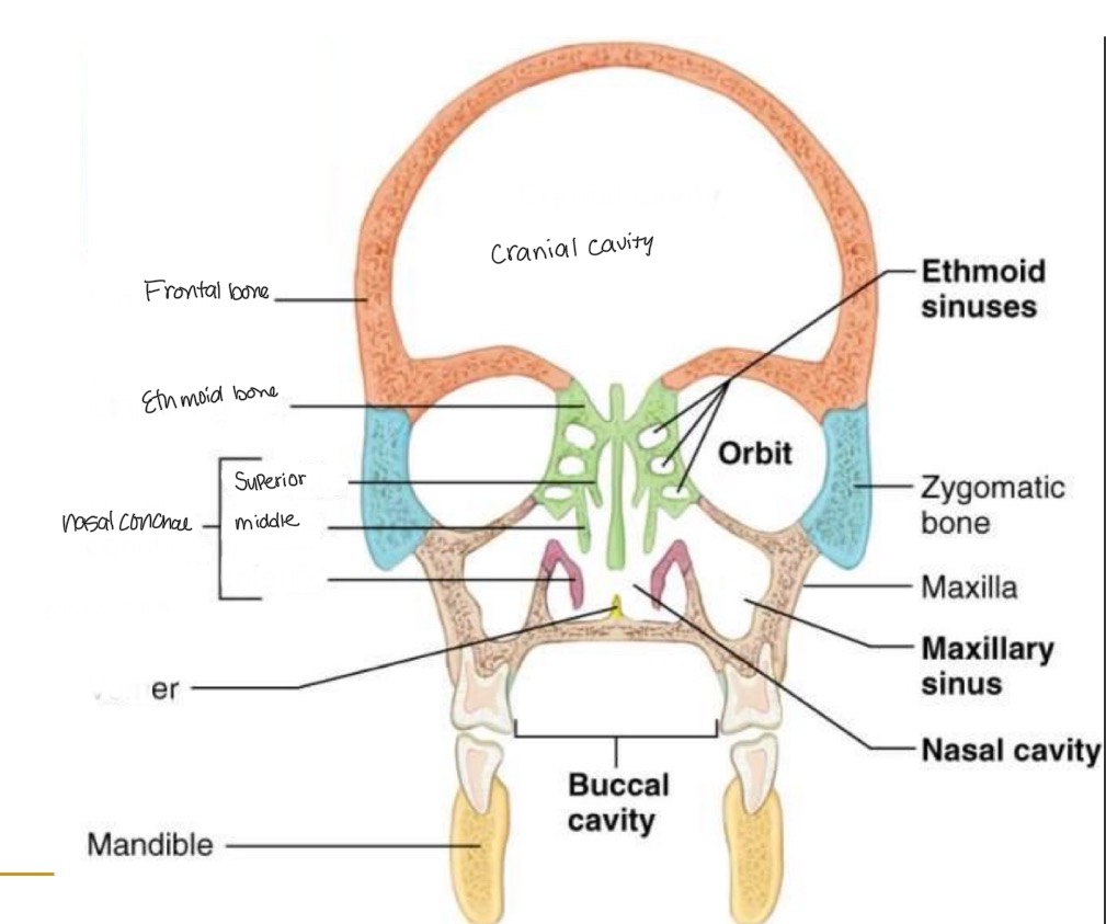 <p><br>label missing word on diagram</p>