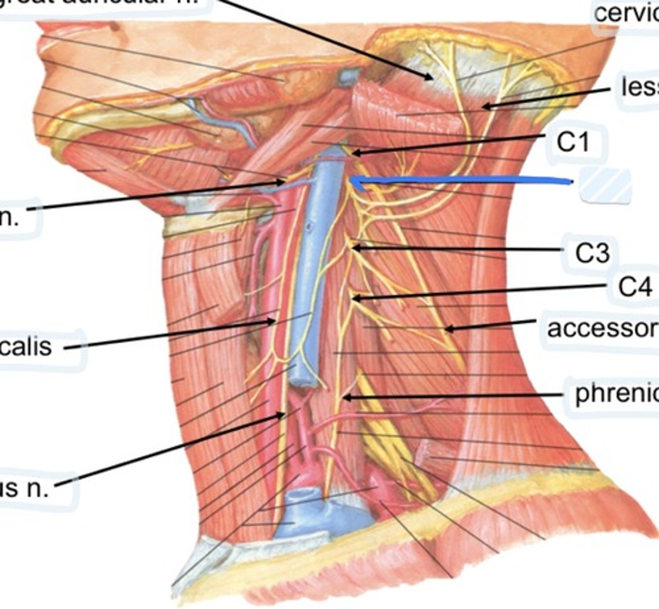 knowt flashcard image