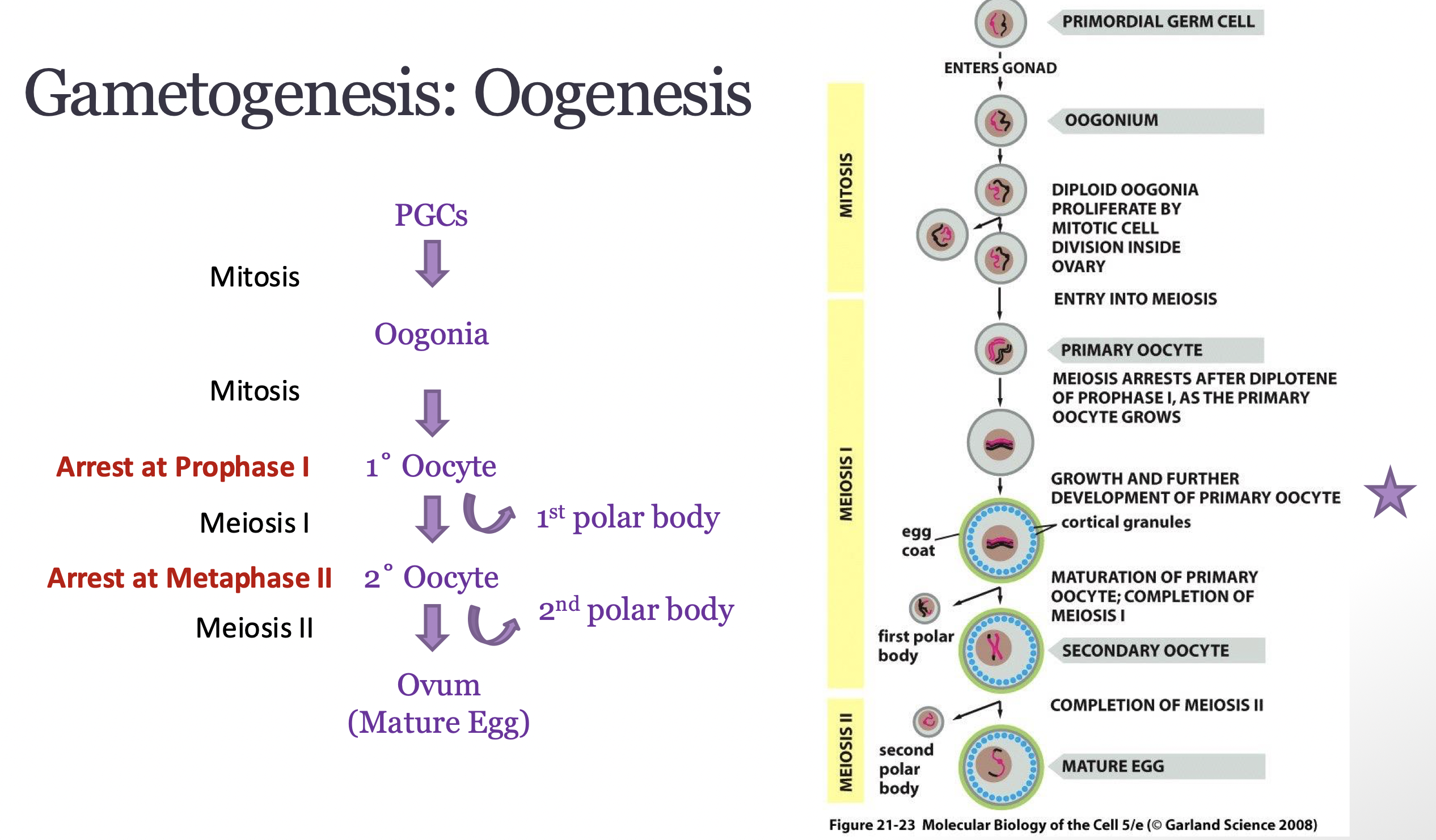<p>oogenesis</p><ul><li><p>Primary oocytes arrest at Prophase I until ovulation</p></li><li><p>secondary oocyte arrest in metaphase II after ovulation and remains arrested until fertilization </p></li><li><p>only 1 nuclei will from primary oocyte and will produce functional egg/ovum</p></li><li><p>Oocytes undergo cellular differentiation prior to the completion of meiosis</p></li><li><p>Oogenesis begins before a female fetus is born</p></li></ul><p></p>
