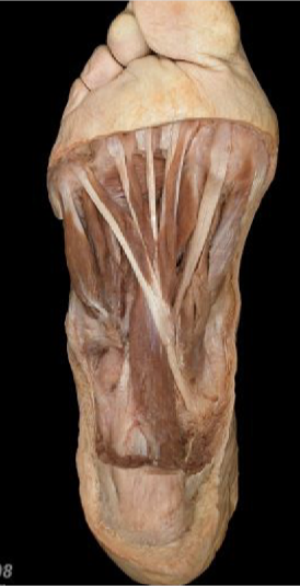 <p>flexor digitorum longus</p>