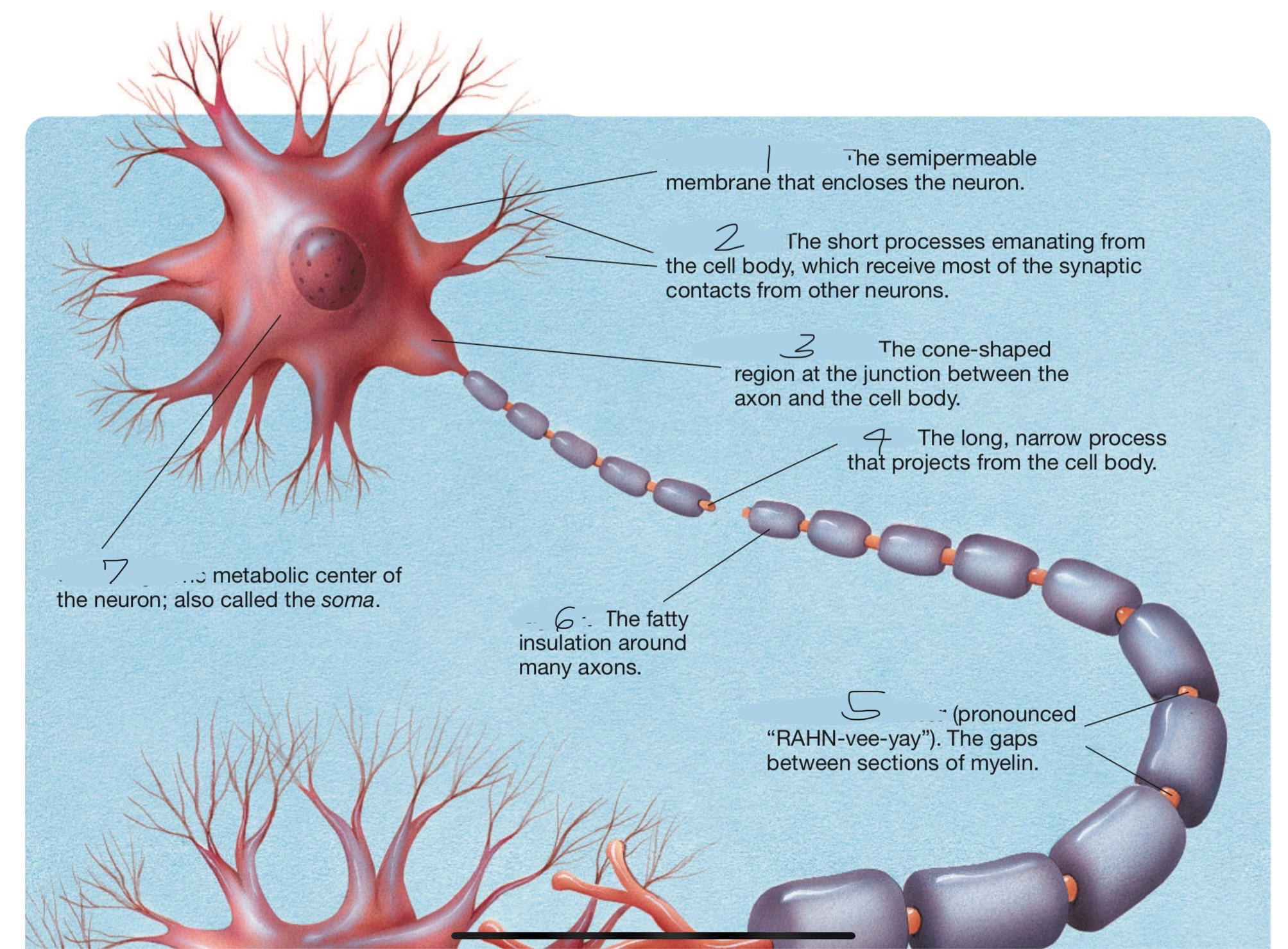 knowt flashcard image