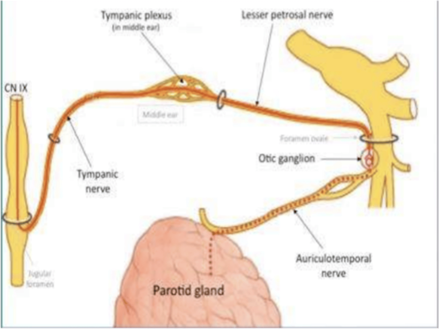 <p>Lesser petrosal nerve</p>