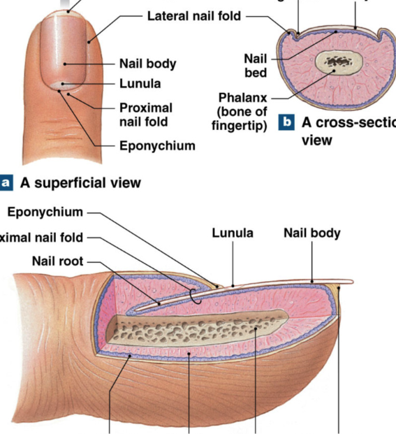 <ul><li><p>nails =dense layers of dead, <strong>heavily keratinized</strong>, keratinocytes</p><ul><li><p>function: protection, limit distortion, tools</p></li></ul></li></ul><p></p><ul><li><p>Nail root: deep epithelial fold; contains stratum basale that gives rise to the nail</p></li><li><p>Nail body: visible portion of nail</p></li><li><p>Nail bed: epidermal layer just below body </p></li><li><p>Lunula: base of nail with no blood vessels (white)</p></li><li><p>Eponychium: cuticle, extension of stratum corneum from <strong>root </strong>over base of nail</p></li></ul><p></p>