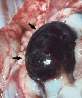 <p>What condition results from dilation of a blood vessel which is a thin outpouching of the artery wall, leading to rupture? Cu deficiency, lathyrism/sweet pea toxicity, strongylosis in horses, and spirocercosis in dogs can cause this.</p>