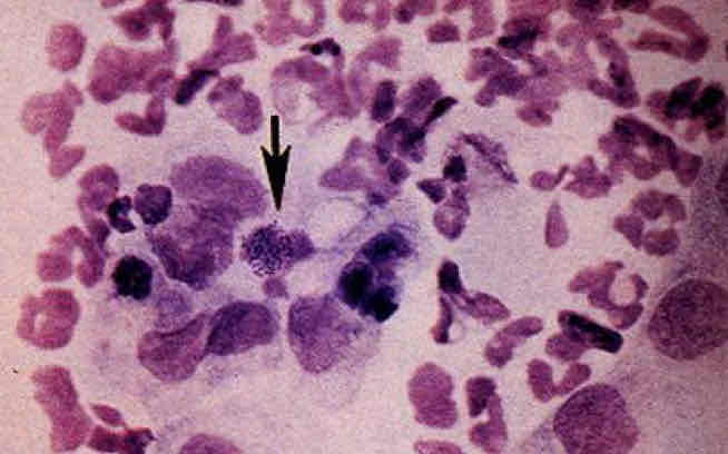 term image