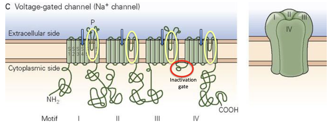 <ul><li><p>Single protein with <strong>4 tra nsmembrane domains</strong></p></li><li><p><strong>P-loops</strong> (between helices 5 &amp; 6) form <strong>selectivity filter</strong> for Na+</p></li><li><p><strong>S4 helix</strong> = <strong>voltage sensor</strong> → detects changes in Vm</p></li><li><p>Voltage change → conformational change → opens channel → increases permeability</p></li></ul><p></p>