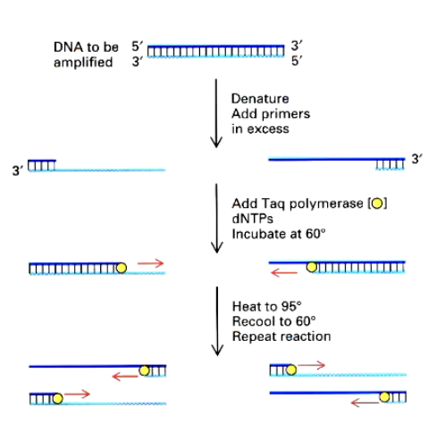 <p>Amplifies specific DNA sequences with primers</p><p>RNA is converted into complementary DNA (RT)</p><p>DNA amplified with specific primer to the target gene</p><p>Fluorescent dyes track amplification</p><ul><li><p>highly sensitive and fast</p></li><li><p>Not quantitative</p></li></ul><p></p>
