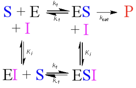 <p>Added to both S and E and ES. Forms equilibrium with ES to form ESI → in equilibrium with EI+S → in equilibrium with S+E</p>