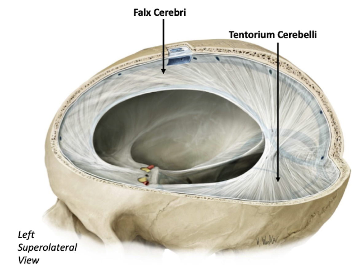 <p>Forms three invaginations (folds) within the cranial vault:</p><ul><li><p>Falx Cerebri</p><ul><li><p>Sits on mid-sagittal plane</p></li></ul></li><li><p>Tentorium Cerebelli </p><ul><li><p>Lies along transverse plane</p></li></ul></li><li><p>Falx Cerebelli</p><ul><li><p>Helps split the other two</p></li></ul></li></ul>